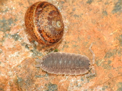 Porcellio echinatus