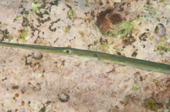 Fistularia commersonii