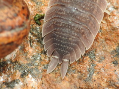 Porcellio echinatus