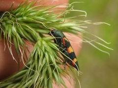 Castiarina