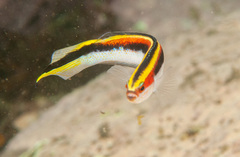 Trachinops taeniatus