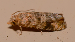 Lobesia xylistis