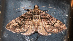 Eucymatoge peplodes