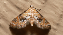 Parapoynx sinuosa