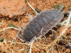 Porcellio echinatus