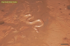 Cerberus schneiderii