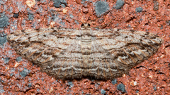 Syneora strixata