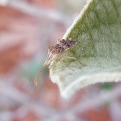Cebrenis cauta
