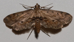 Parapoynx crisonalis
