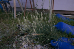 Reseda alba