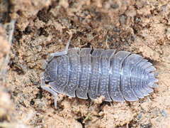 Porcellio echinatus