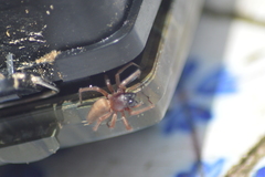 Corinnidae