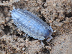 Proporcellio