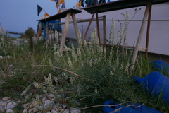 Reseda alba