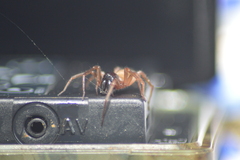 Corinnidae