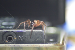 Corinnidae