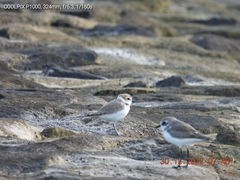 Charadrius dealbatus