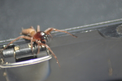 Corinnidae
