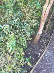 Melicytus ramiflorus ramiflorus