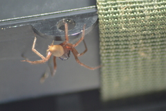 Corinnidae