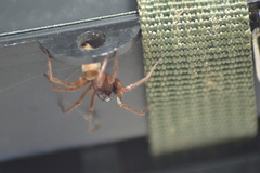 Corinnidae