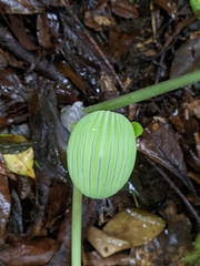 Arisaema ringens