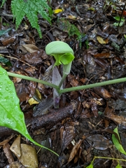 Arisaema ringens