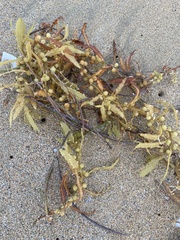 Sargassum fluitans