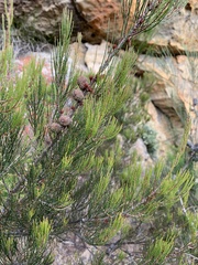 Allocasuarina nana