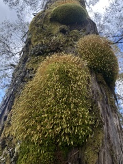 Funaria hygrometrica