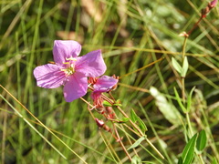 Rhexia alifanus