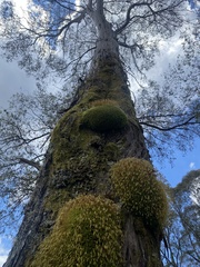 Funaria hygrometrica