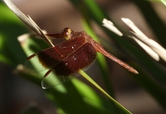 Neurothemis stigmatizans