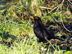 Turdus merula