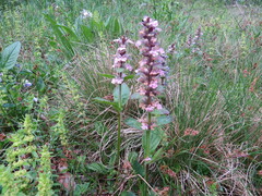 Cruciata glabra