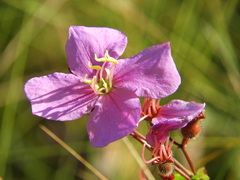 Rhexia alifanus