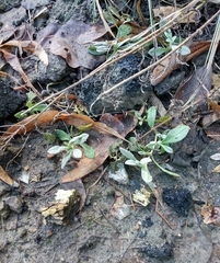 Cerastium biebersteinii
