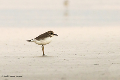 Charadrius leschenaultii