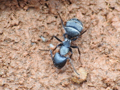 Camponotus micans