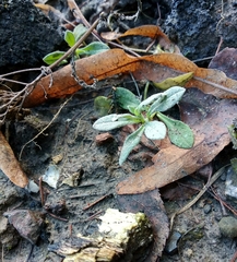 Cerastium biebersteinii
