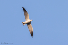 Chroicocephalus brunnicephalus