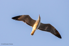 Chroicocephalus brunnicephalus