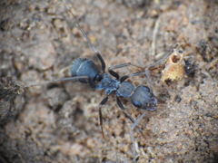 Iberoformica subrufa