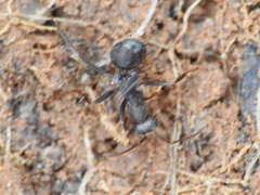 Iberoformica subrufa