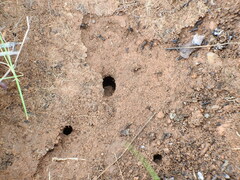 Iberoformica subrufa