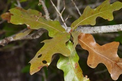 Quercus margaretiae