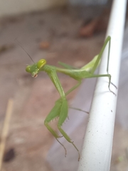 Miomantis caffra