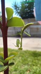Miomantis caffra