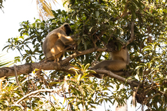 Semnopithecus hypoleucos