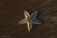 Astropecten indicus